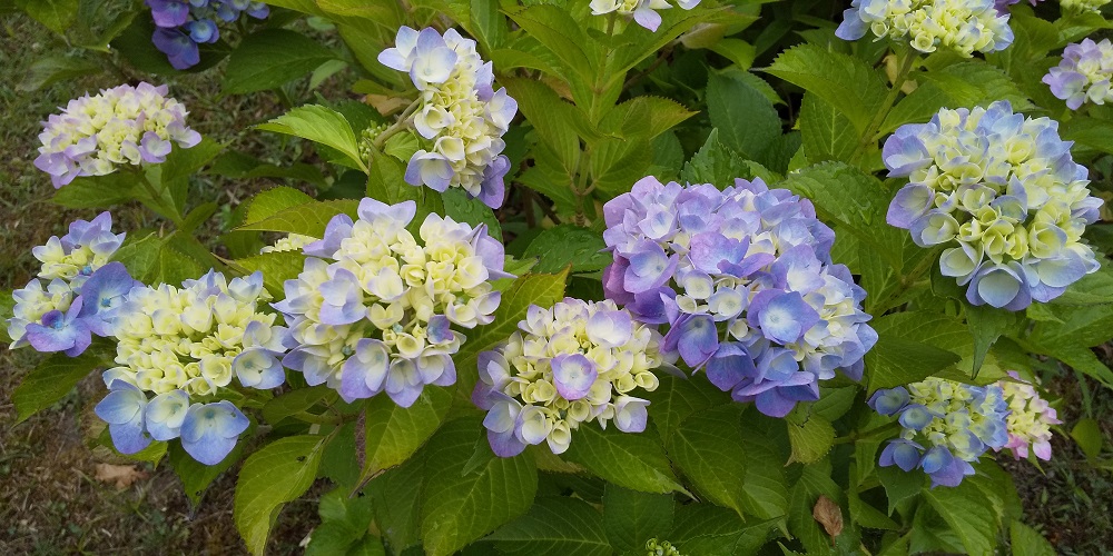 紫陽花の花の色 日本は青アジサイ フランスはピンクのアジサイ フレンチレストラン シェムラ ブル リス